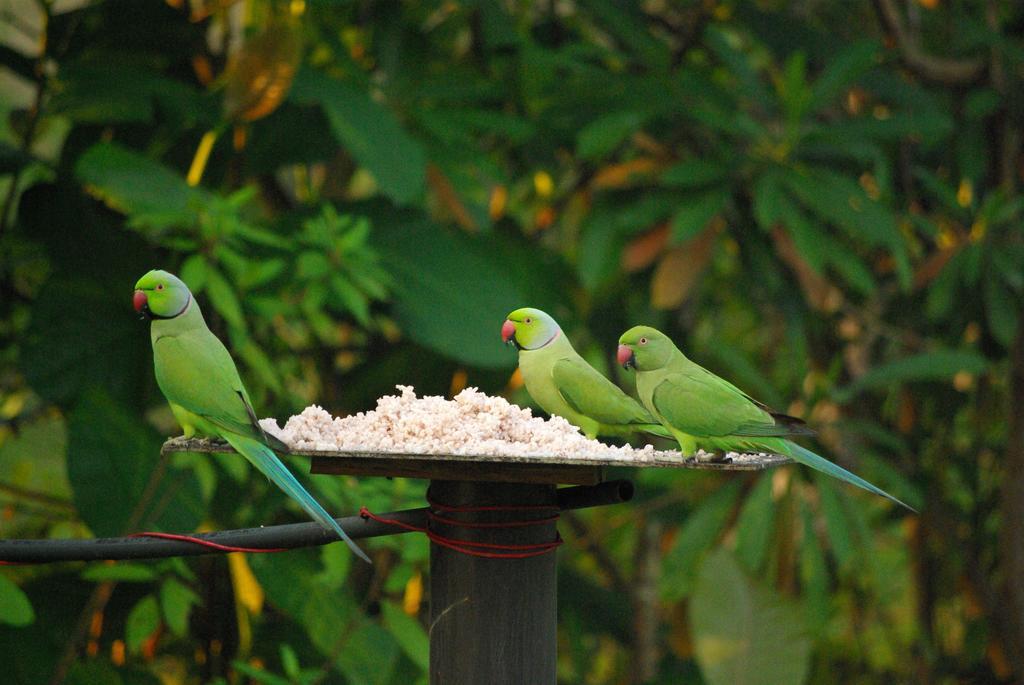 Zum Deutschen Bed & Breakfast Bentota Luaran gambar