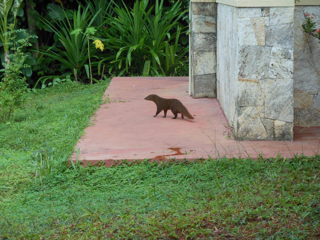 Zum Deutschen Bed & Breakfast Bentota Luaran gambar