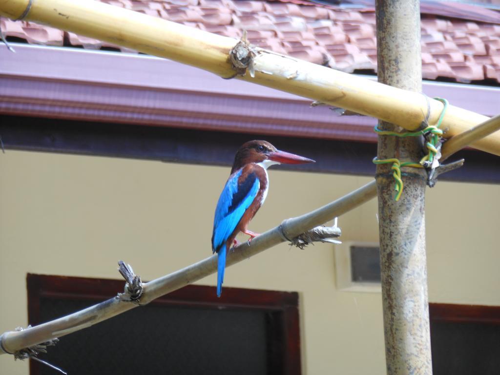 Zum Deutschen Bed & Breakfast Bentota Luaran gambar